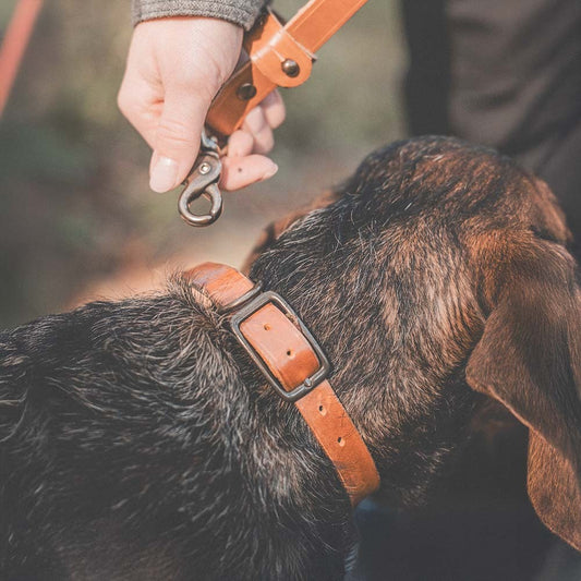 Collare in pelle Roselli per cani